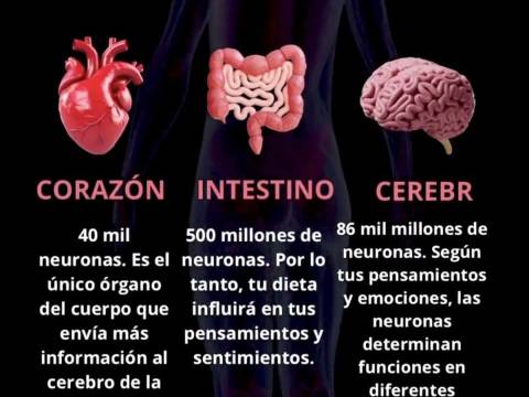 CEREBRO EQUILIBRAR LOS TRES : MENTE, CORAZÓN E INTESTINO