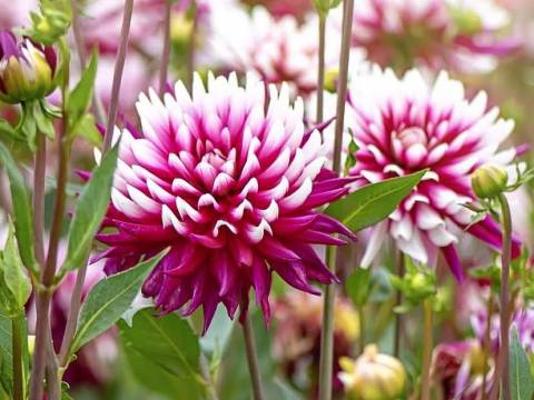 Positivismo Y Felicidad No es lo mismo..