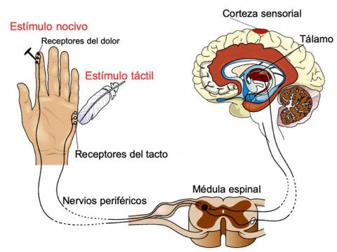 EL TACTO*