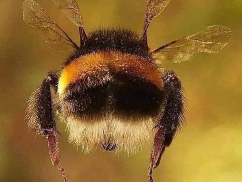 NASA-La Aveja No está hecha p Volar,y.ella Ni lo sabe