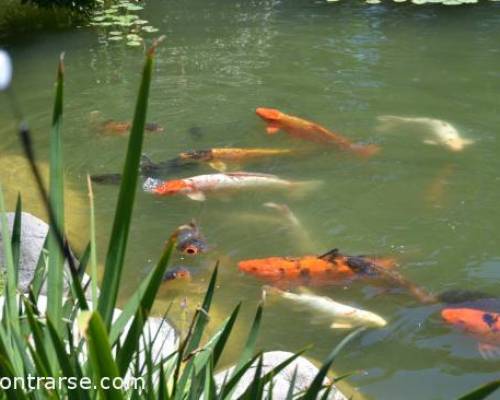 17018 58 Salida Fotografica al Jardin Japones!!!***
