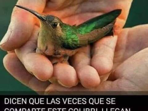 COLIBRI