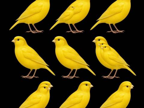 ¿Jugamos? ¿Jugamos?