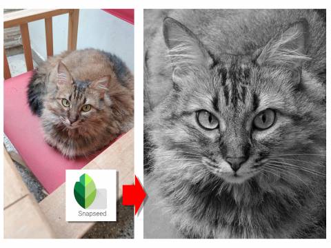 ¡Viva la cámara del celular! ¡Viva la cámara del celular!