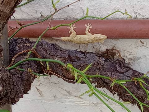 Tiranosaurio en mí jardín Tiranosaurio en mí jardín