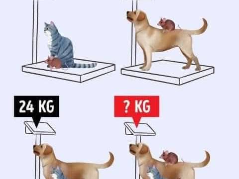 ¿Jugamos? ¿Jugamos?