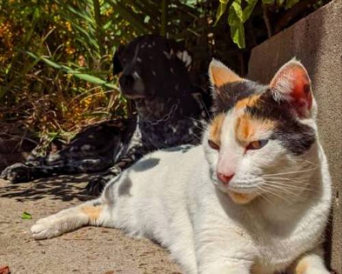 Esta es Azúcar,  con Puchi oculta atrás  :Encuentro Grupal Nuestras mascotas.